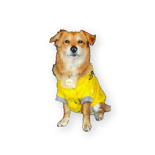 Perro de la tienda